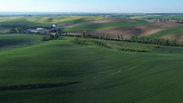 Beautiful Landscape Wavy Fields Wheat Rapeseed South Moravia Moravian Tuscany — Stock Video