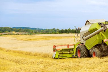 Bir biçerdöver tarlada buğday hasat eder. Buğday hasadı. Buğday tarlasında güzel bir manzara.