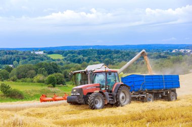 22 Ağustos 2021, Skutec, Çek Cumhuriyeti: Hasat hasadı buğdayı birleştirir ve tahılı otomatik olarak traktör römorkuna aktarır. Modern teknolojiler bu alanda çalışır..