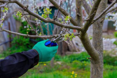 Bahçıvan ağacın dallarını mezhepçilerle budar. Bahçeyi buduyorum..