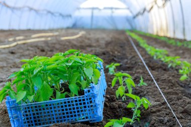 Biber tohumları bir seradaki mavi bir kutuda yakın plan duruyor. Biber tohumları ekiyorum..