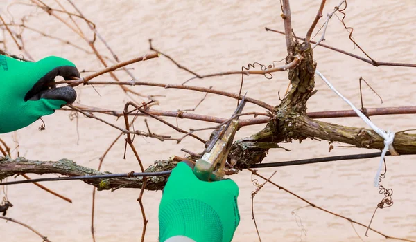 Pruning a vine with garden shears by a gardener, branches, pruning vines. Formation of a grape bush.
