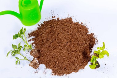 Vegetable seedling, watering can on a white background. Agriculture. Transplanting seedlings.