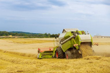 The combine harvests wheat in the field, leaving stubble behind. Wheat field near the green forest.
