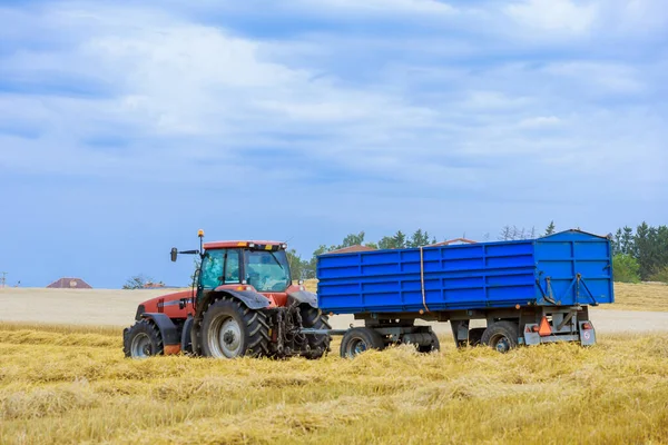 A red tractor with a blue trailer carries wheat from the field to the farm. Wheat exports.