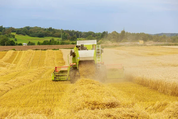 The combine harvests wheat in the field, leaving stubble behind. Wheat field near the green forest.