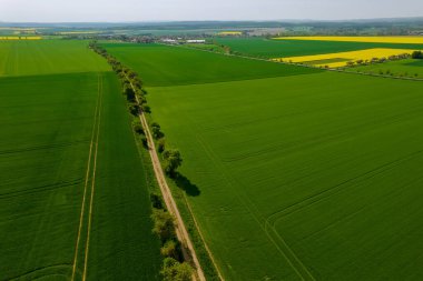 Aerial view of wheat green fields and countryside and field road. Farm fields.
