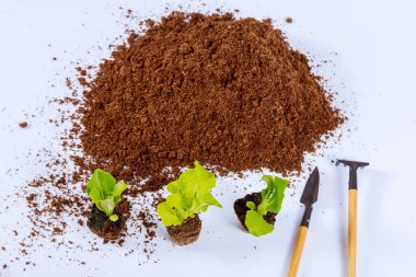 Seedling of lettuce and iceberg near a pile of peat on a white background with garden tools. Transplanting seedlings.