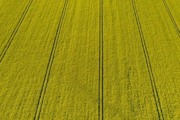 Top View Yellow Rapeseed Field Vertical Rows Yellow Background Place — Stok fotoğraf