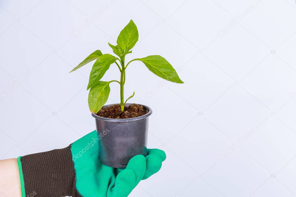 Pepper seedling holds in the hand of a farmer on a white background. Dressed in green garden gloves. Place for text.