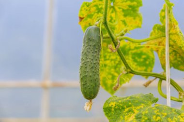 One green cucumber on the background of a greenhouse.
