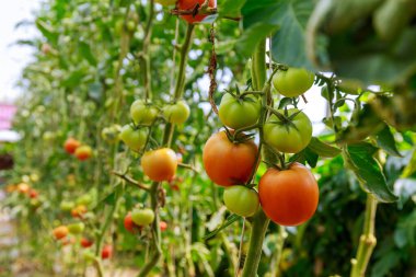 Unripe tomatoes on a bush close-up. Growing tomatoes in a greenhouse.
