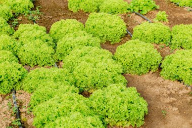 Lettuce leaves grow in rows under drip irrigation. Growing green lettuce leaves.