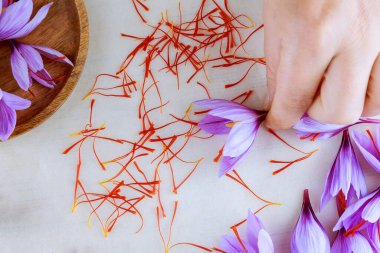 Woman takes crocus, stamens and flowers on the background of the workplace. Handmade.