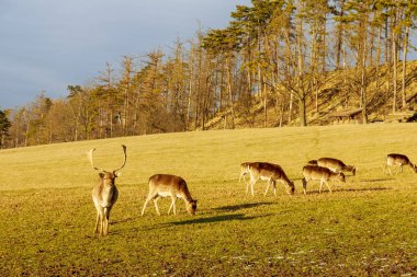 Herds of deer graze on the meadows near the forest on a sunny day.