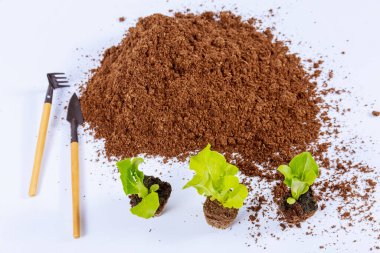 Seedling of lettuce and iceberg near a pile of peat on a white background with garden tools. Transplanting seedlings.