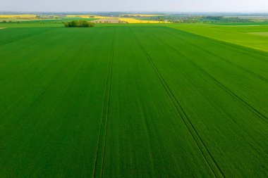 Panoramic view from the top of a wheat field in the countryside. Farm fields. Agriculture.