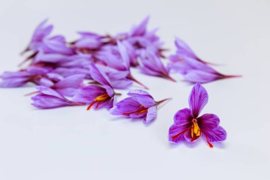 Crocuses with red stamens on a white background, place for text. Saffron flowers.
