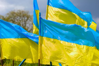 Flags of Ukraine close up on a windy day. The state symbol of Ukraine.