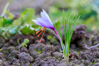 Crocus bloomed in the field. Saffron red stamens on a blurred background. Autumn flower bloomed.