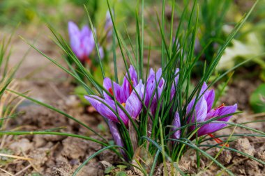 Blooming purple crocuses with red saffron stamens grow in a farmer's field.