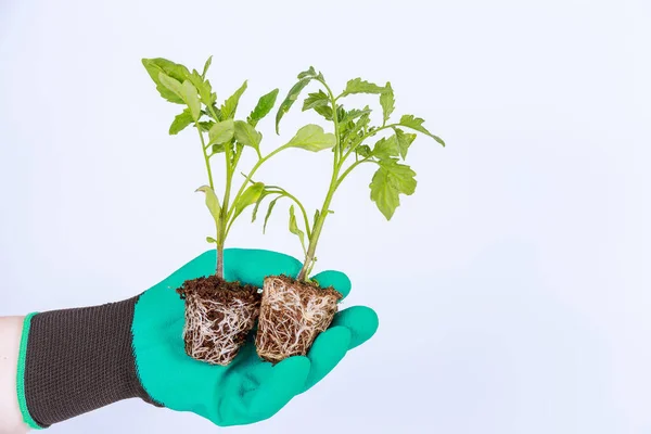 Farmer dressed in garden gloves holding a stem of tomato seedlings on a white background. Agriculture.