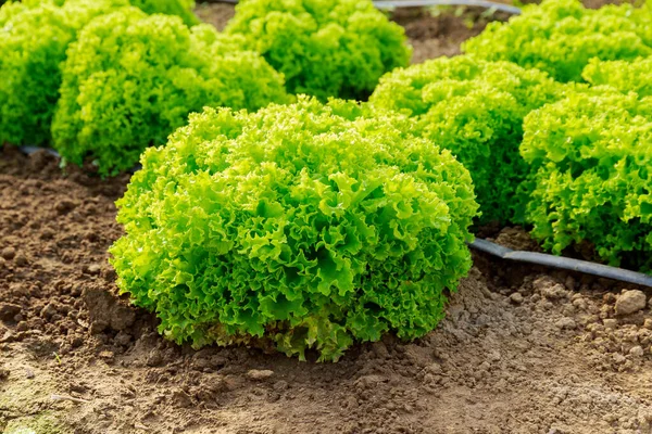 Lettuce leaves grow under drip irrigation. Growing green lettuce leaves.