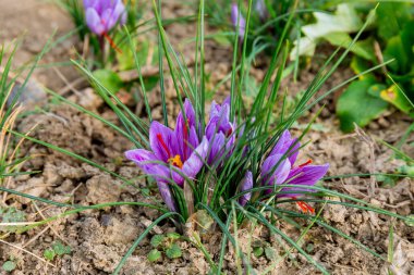 Purple crocuses with red saffron stamens bloomed in the field. Cultivation of saffron.