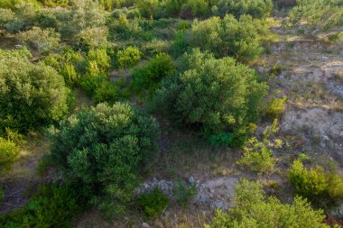 Green olive trees grow in rocky terrain. View from the top of the trees.