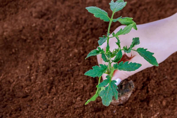Woman puts tomato seedlings in peat. Transplantation. Agriculture. Growing tomatoes.