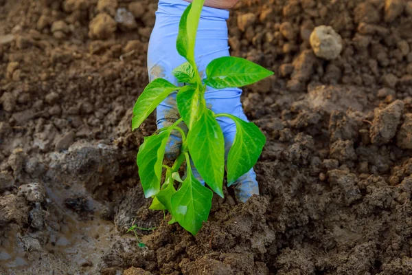 A farmer woman planting a seedling of pepper in the greenhouse in the ground. Planting seedlings.