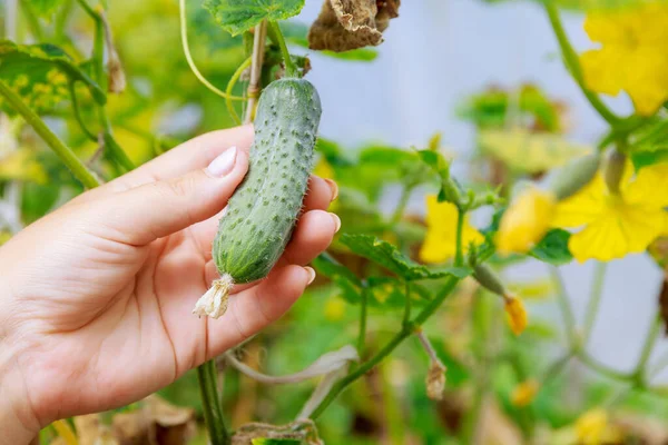 A woman holds in her hand a cucumber growing on a bush against a background of yellow cucumber flowers.