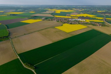 Panoramic top view of green wheat and rapeseed yellow fields. Growing grain. Countryside.