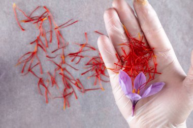 Woman holding saffron stamens and crocus in her hand. Saffron stamens on parchment. Saffron spice.