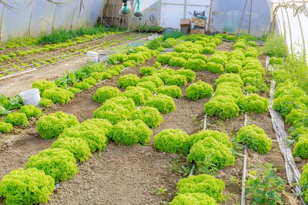 Lettuce Leaves Grow Rows Drip Irrigation Growing Green Lettuce Leaves — Stok fotoğraf