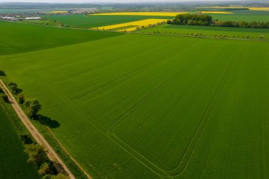 Panoramic top view of wheat field and rapeseed fields in the countryside. Farm fields.