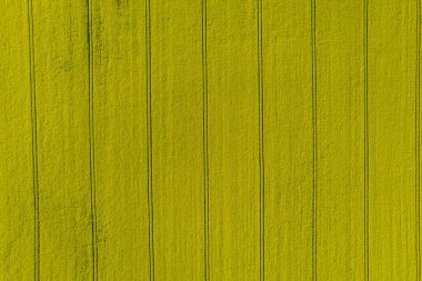 Panoramic view from above on a yellow rapeseed field. Place for text. Yellow field background. Vertical rows.