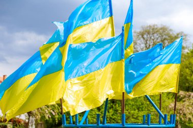 Rüzgarlı bir günde yeşil ağaçların arka planında Ukrayna bayrakları. Ukrayna 'nın devlet sembolü.