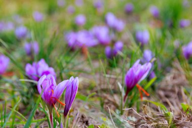 Red saffron stamens grew from the crocus. Cultivation of saffron spice.