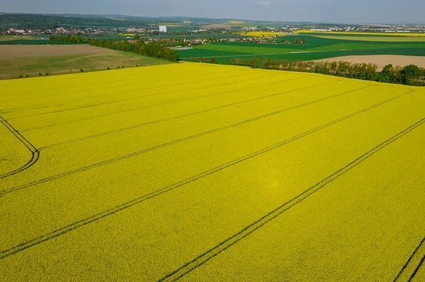 Top view of rapeseed field wheat field and countryside. Panoramic view from above.