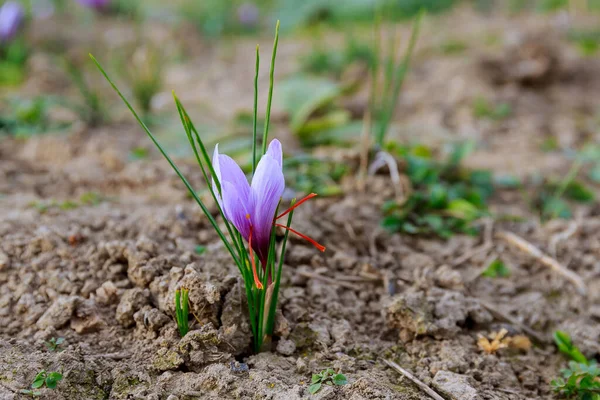 Purple Crocus Grows Field Three Stamens Red Saffron Grew Crocus — Stok fotoğraf