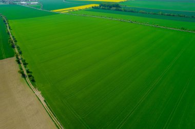 Panoramic top view of green wheat and rapeseed yellow fields. Growing grain.