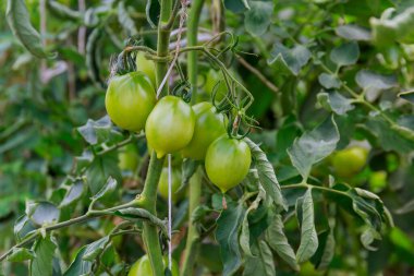 Green tomatoes on a bush in a greenhouse. Cherry tomatoes grow in a greenhouse.