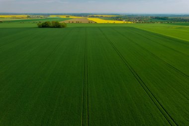 Panoramic top view of wheat field and rapeseed fields in the countryside. Farm fields.