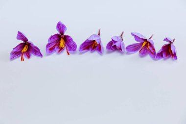 Crocuses on a white background, place for text. Saffron flowers.
