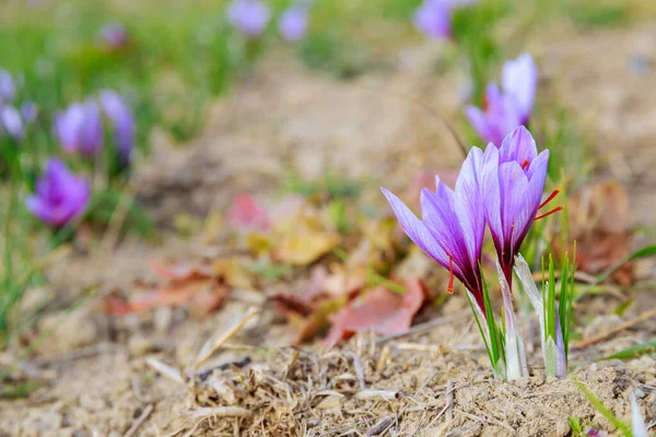 Purple Crocuses Red Saffron Stamens Bloomed Field Cultivation Saffron — Stok fotoğraf