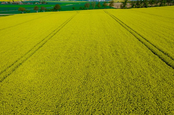 Top View Flowering Rapeseed Field Panoramic View Yellow Rapeseed Field — Stock Photo, Image