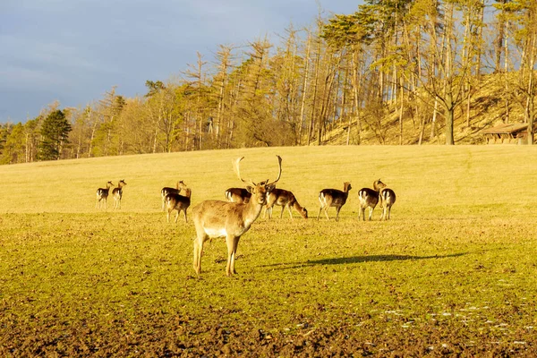 Troupeau Cerfs Paissent Dans Champ Près Forêt Animaux Cornes — Photo