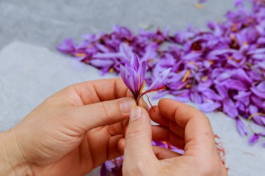 Bir adam mor timsahlardan safran keklerini bir demet çiçeğin arka planına karşı topluyor. Safran hasat etmek, baharat yapmak..