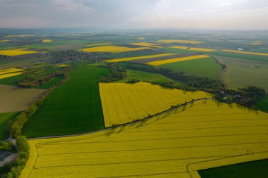 Kırsal kesimdeki buğday ve kolza tohumu tarlalarının, ağaçların ve tarlaların panoramik manzarası. Tarım.